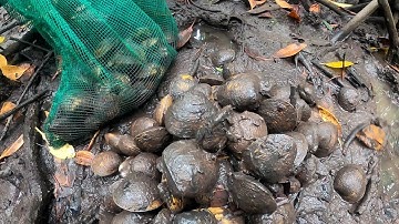 Quẹo Cần Giờ Tập 12: Bắt Cua Biển Gặp Ngay Ổ Dộp Rừng