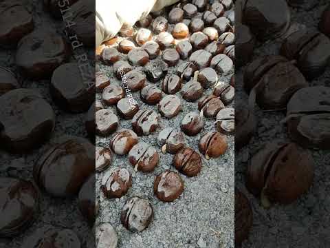 کاشت بذر گردو برای نهال در نهالستان