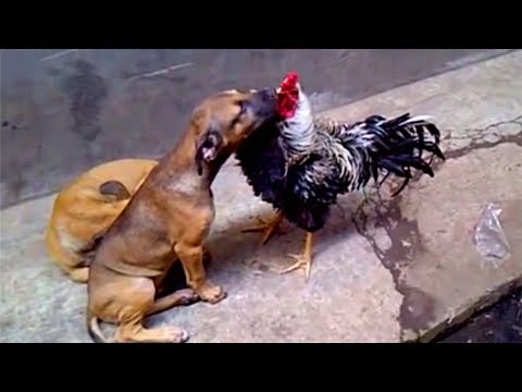 Roosters provoke other animals