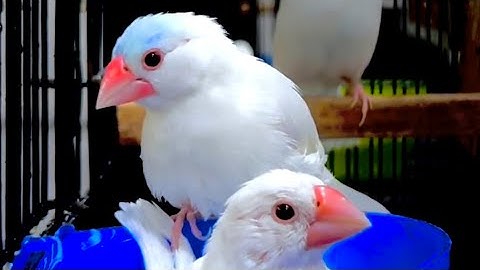 Inside the Aviary | Day 12 | White Java Shower Day | Java Taking Shower Relaxing Video