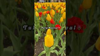 The DARK History Behind Ottawa’s Tulip Festival 🌷🇨🇦 check description