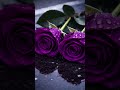 🌹🥀🌿🪴🌱[The beauty of a flower in the rain]💙💛❤️♥️💚💗#flowers #nature #rose #garden#flowers #nature#rose