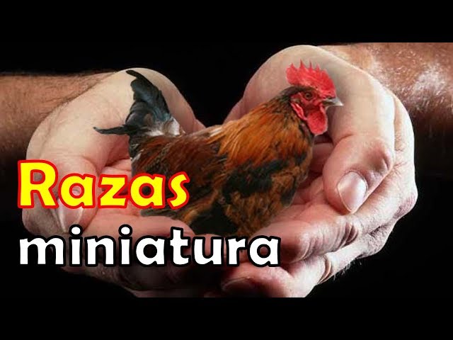 currito #gallosfinos #pollos #gallo #miniaturaazteca #kikirikis