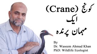 (Crane Visiting Bird)  کونج ایک مہمان پرندہ