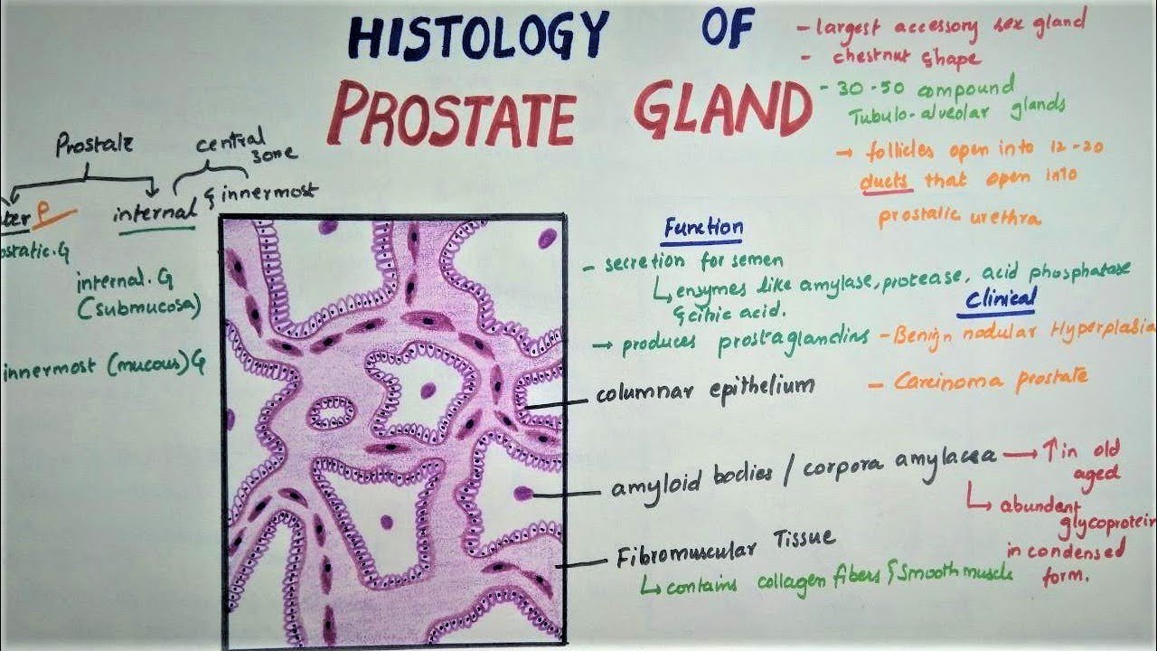 prostata histologia normal