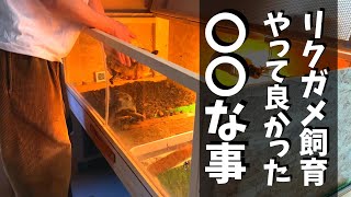 【リクガメ飼育】リクガメを飼うために「やって良かったこと」紹介！アカアシガメ飼育記録#38