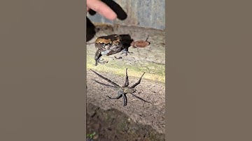 catch bullfrog jumping for fun and spider funny | The laughter of frogs | Boing Boing the frogs fun