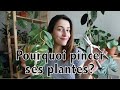 Pourquoi pincer ses plantes d'intérieur ? (définition et petits conseils) | Vertbobo