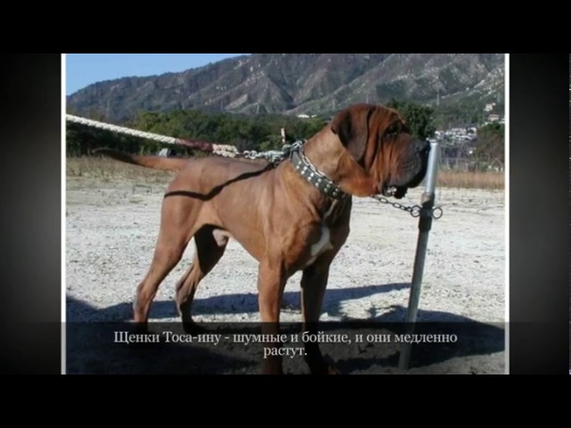 Тоса ину Крупные породы собак