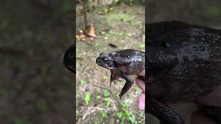 Saving a Toad GIANT! 🐸 #rescue