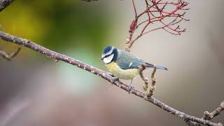 Nhạc Piano Không Lời Và Tiếng Chim Hót Trong Rừng - Chủ Đề Bầu Khí Quyển - Healing Tree Music Sound screenshot 4