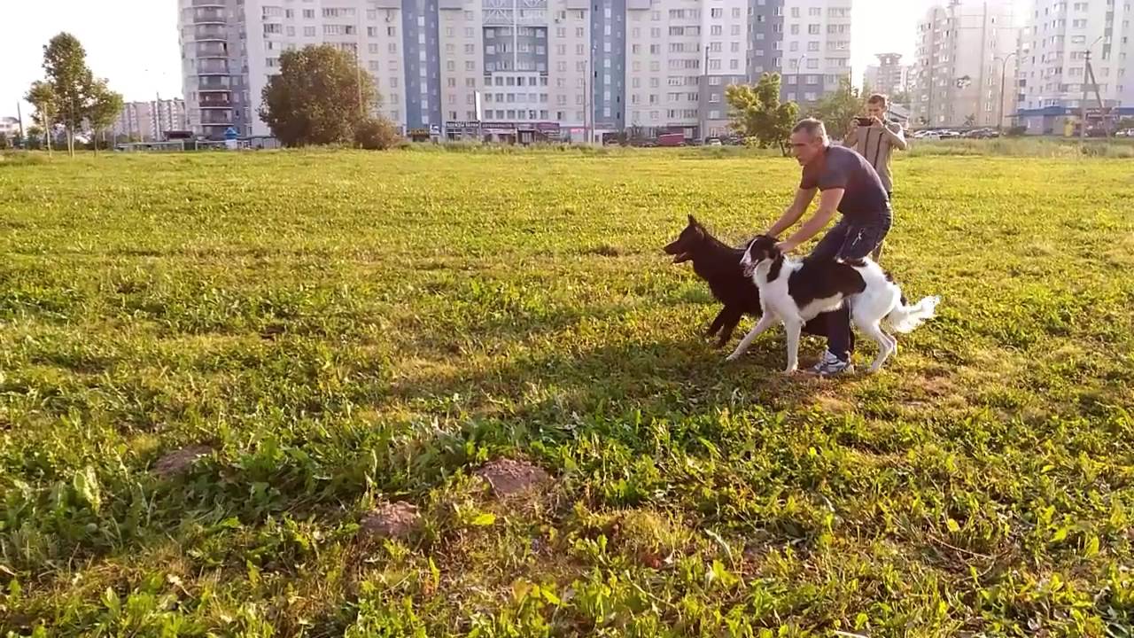 Тренинг борзых. Овчарка курсинг. Немецкая овчарка против русской борзой. Русская борзая против овчарки. Немецкая овчарка vs борзая.