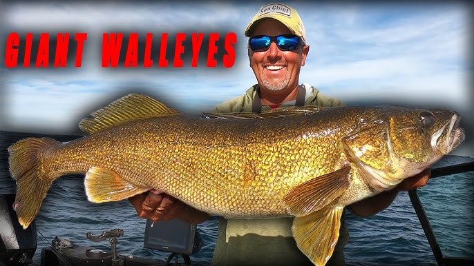 MONSTER FALL WALLEYES…Have You Tried THIS Technique?! 