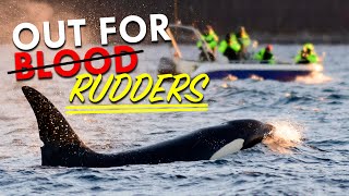 Why Do Orcas Keep Attacking Boats?