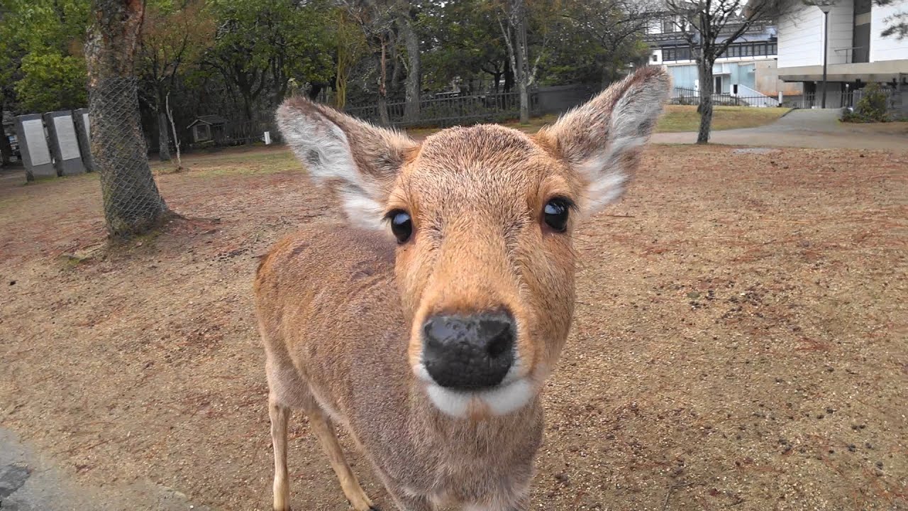 2020/2/16 京都マラソン2020 前日