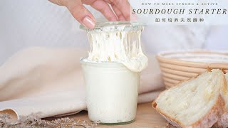 How to make Strong & Active Sourdough Starter in 6 Days | 如何培养天然酵种