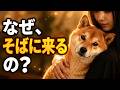 犬はなぜ、あなたが泣いているとそばに来るのか｜その愛は、“両思い”だった