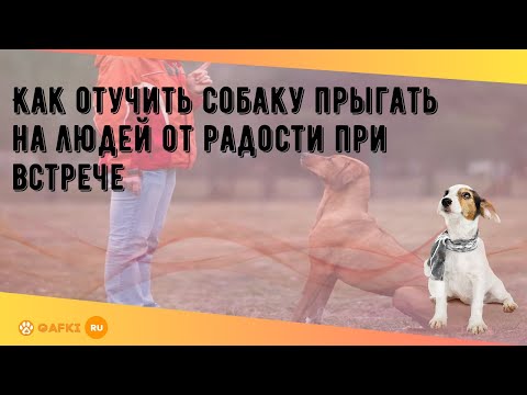 Как отучить собаку прыгать на людей от радости при встрече