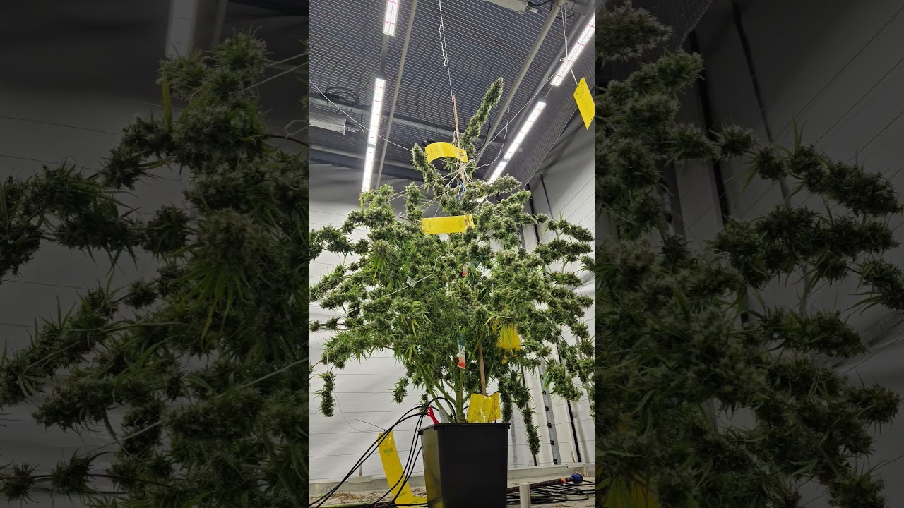 South Indian Landrace 