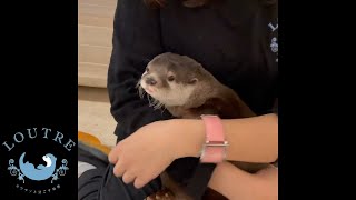We Love Otter Bob, Don't We?  #Shorts