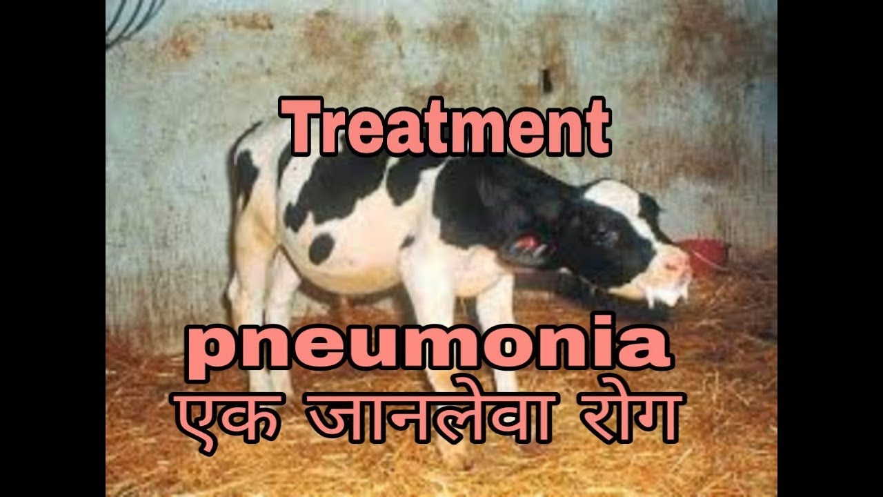 pneumonia जानलेवा बीमारी ।पूरी details and treatment