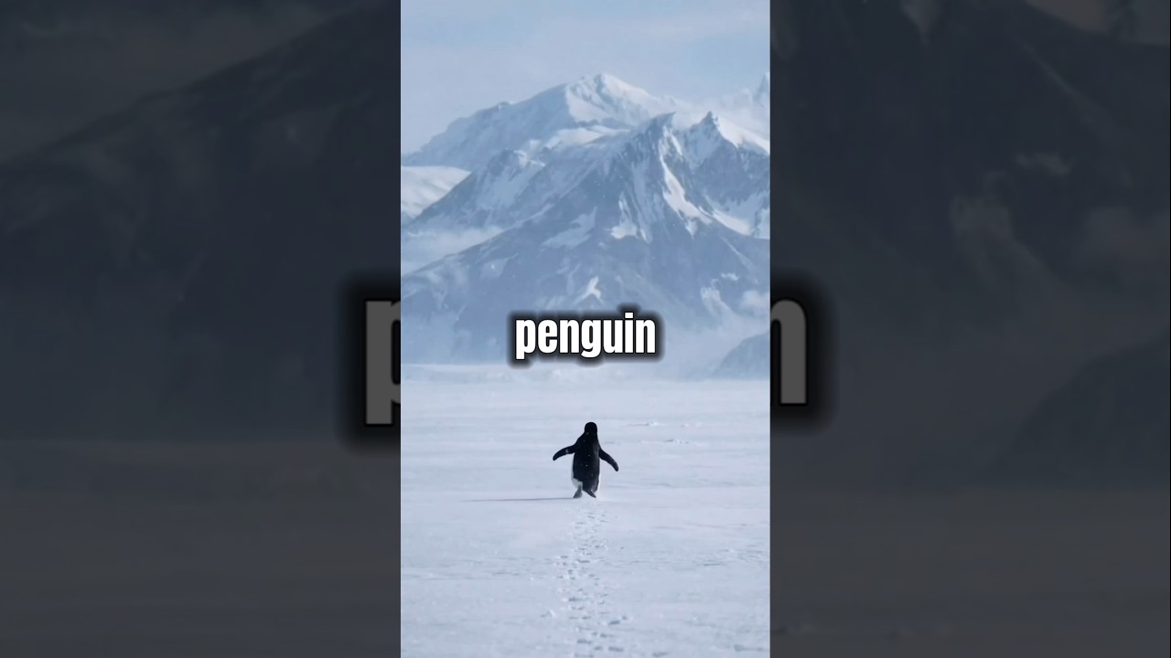 Почему этот одинокий пингвин стал вирусным