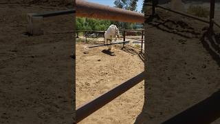 Zorra getting ready for Western English like subscribe #horses #equestrian #horseriding #animals