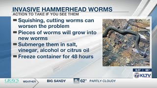 Famous Invasive ‘Hammerhead Worms’ emerge in East Texas Wealth
