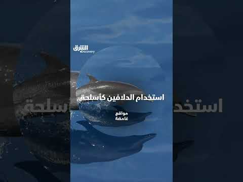 استخدام الدلافين كأسلحة