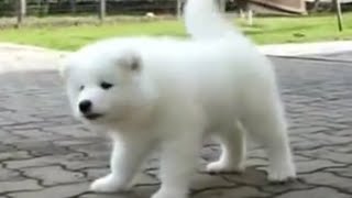 Cute Samoyed Puppy, Sweet Polar Bear Cub by Super Puppy 220,961 views 8 years ago 2 minutes, 4 seconds