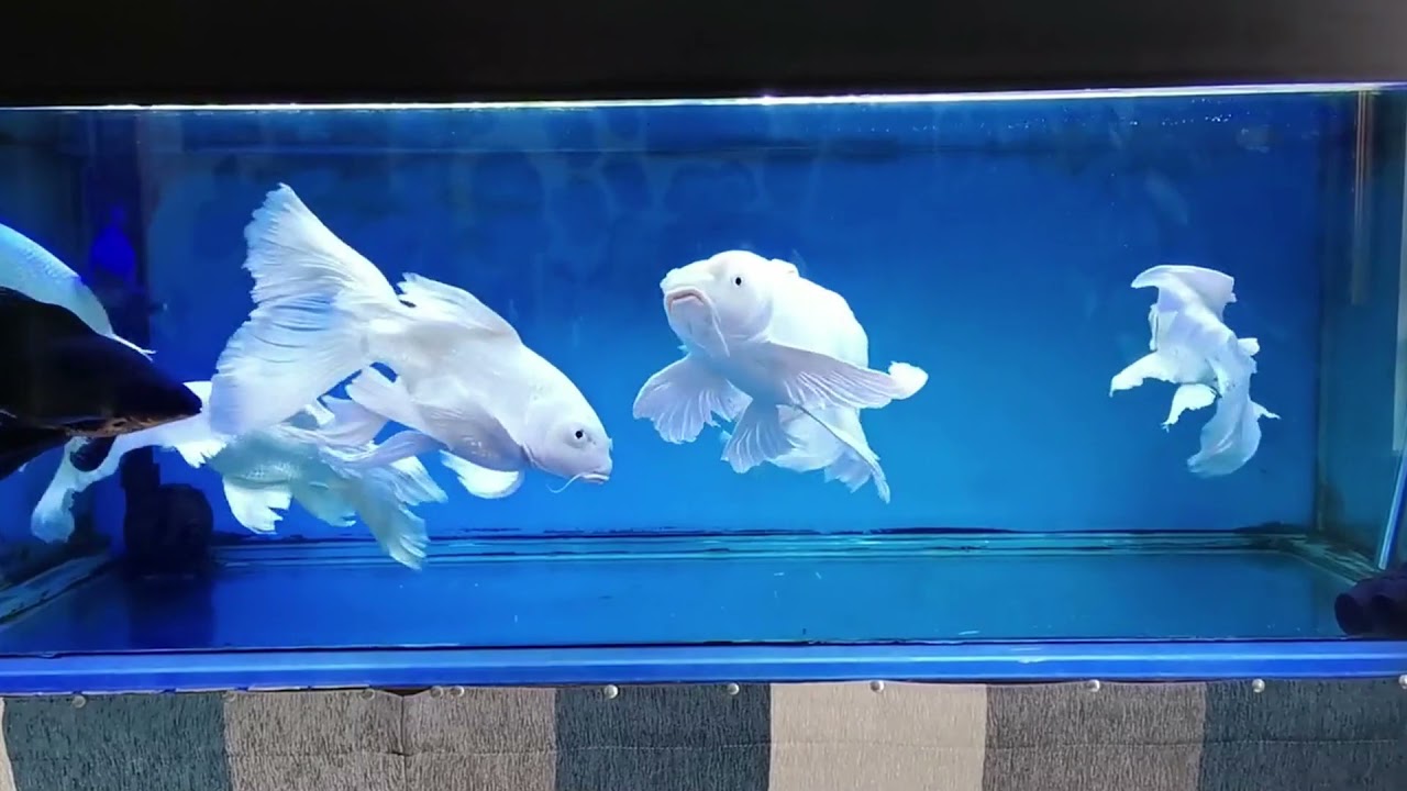 Most Beautiful Platinum Butterfly Koi Fish In Aquarium, Butterfly Koi