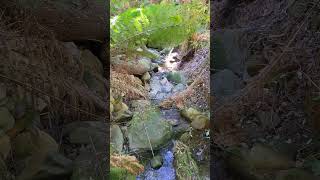 Relaxing nature sounds #shorts #nature  #water  #forest  #stream   #ferns #relaxing