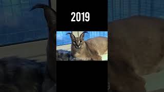 Famous Animal Memes 😢 Then Vs Now (Part 4) #shorts #memes #meme #legend