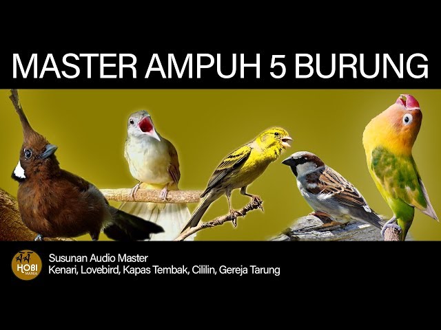 Master Burung full Tembakan (Kenari, Lovebird, Kapas Tembak, Cililin, Gereja Tarung) AAHOBI MANIA class=