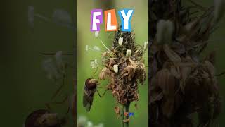 Disgusting facts about flies | Things you don't know about Flies #kidslearning #flies #shorts