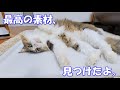 気持ち良く眠れそうな良い素材を見つけた巨猫のボス吉