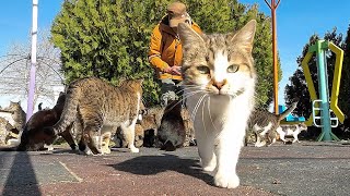 Too little food for a large colony of stray cats