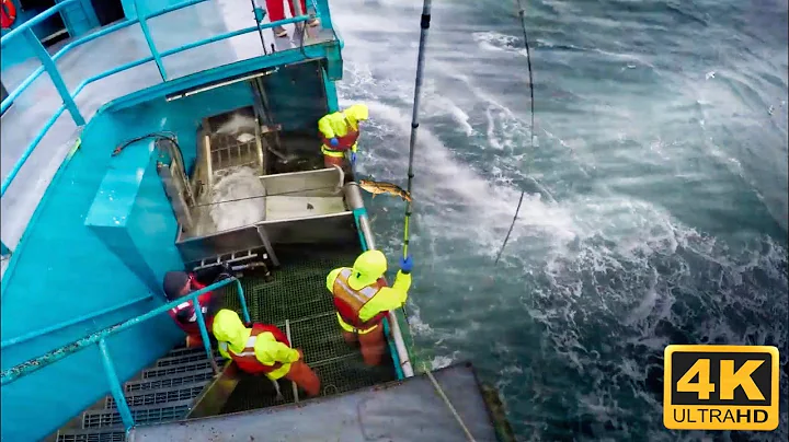 Life On US's Largest Longline Fishing Vessel | Fishing On the High Seas - DayDayNews