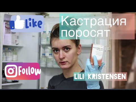 Кастрация поросят