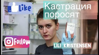 Кастрация поросят