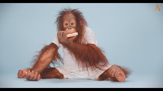 Animalia Orangutan Benji samples some more snacks ASMR