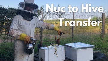 Nuc to Hive transfer