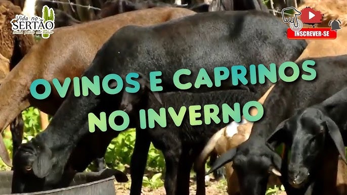 Criação de caprinos e ovinos é destaque da Globo Rural de junho/julho