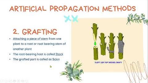6C Artificial Propagation Methods