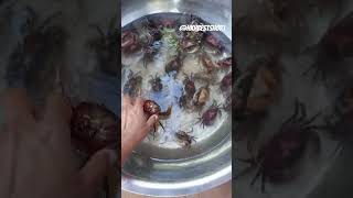 Crab, 田蟹??? viral shorts crab