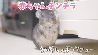 チンチラ飼い方 Youtube