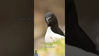 Download Lagu BURUNG RAZORBILL MP3