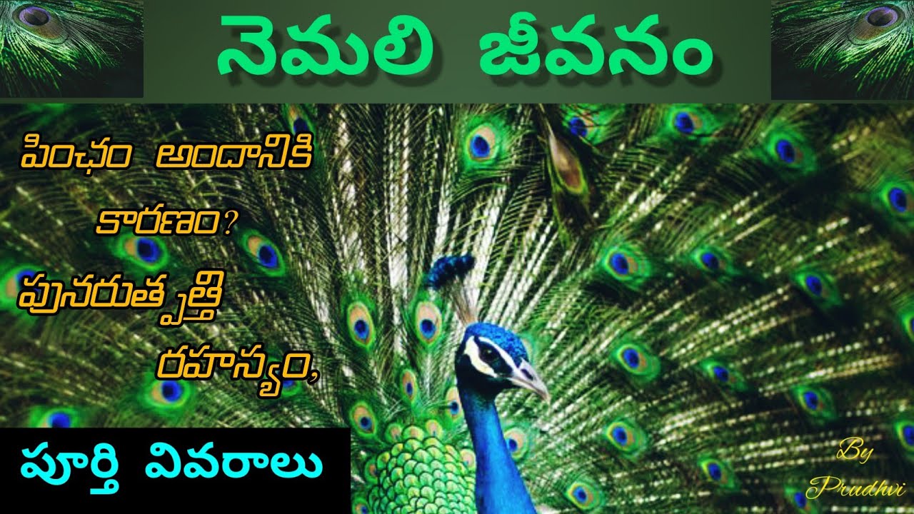 Peacock Lifestyle||Telugu||All information about Peacock||Prudhvi Nani
