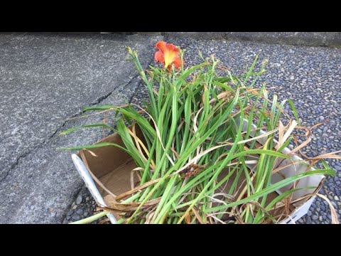 Видео: 8 -р сард сараана цэцэг: цэцгийн орыг хэрхэн арчлах вэ