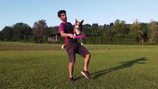 Think Pink on the field: disc dog training